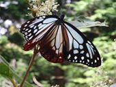 三辻山(みつじやま)の画像その他5