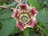 三辻山(みつじやま)の画像その他6