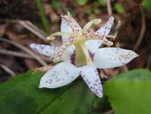 陣ヶ森(じんがもり)の画像その他5