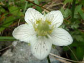 西門山(にしかどやま)の画像その他6