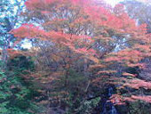 岩躑躅山(いわつつじやま)の画像その他2