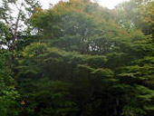 岩躑躅山(いわつつじやま)の画像その他6