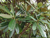 稲叢山(いなむらやま)のその他の画像4