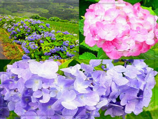 町の花:あじさい